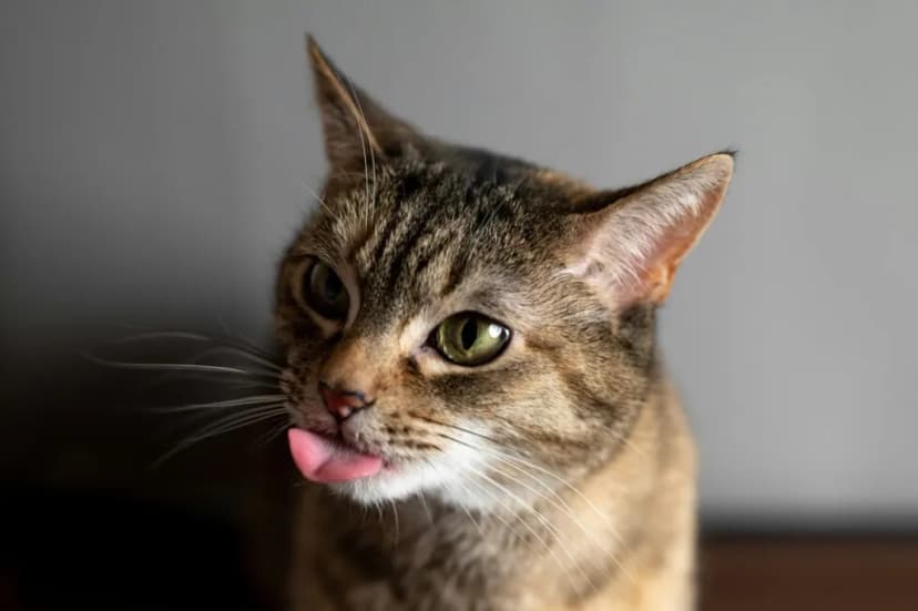 June Cat Care Checklist: Summer Wellness for Your Furry Friend